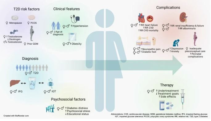 Sex Hormone Binding Globuline And Sex Differences In Diabetes