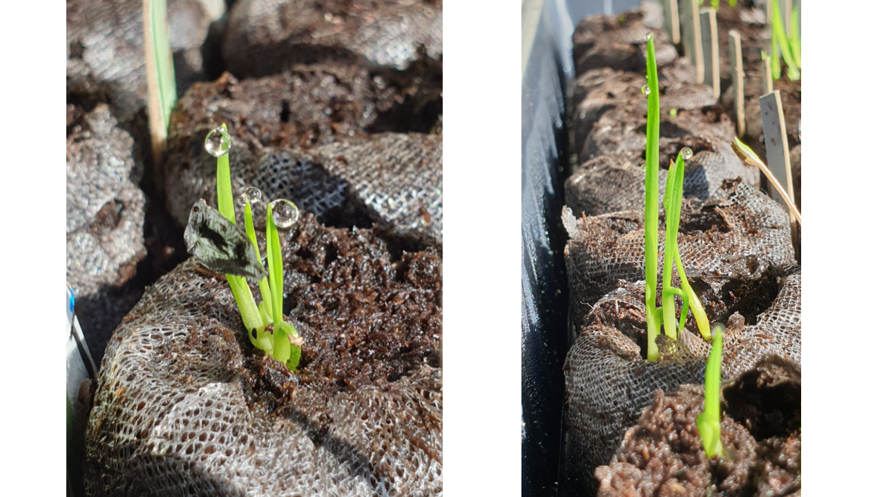 Flax seedlings