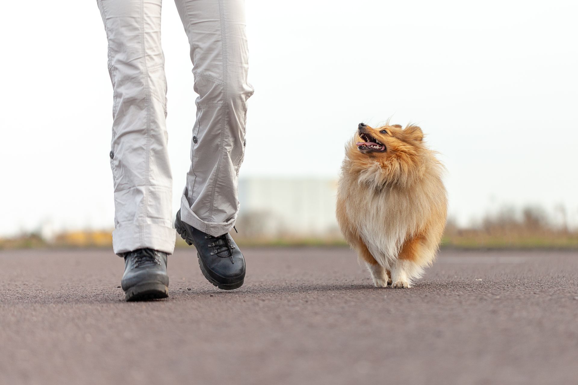 Dog and trainer