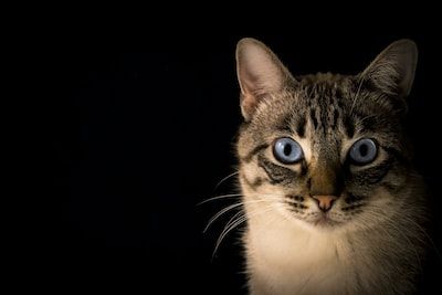 Cat with blue eyes