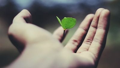 Hand holding a seedling with sprouting leaf