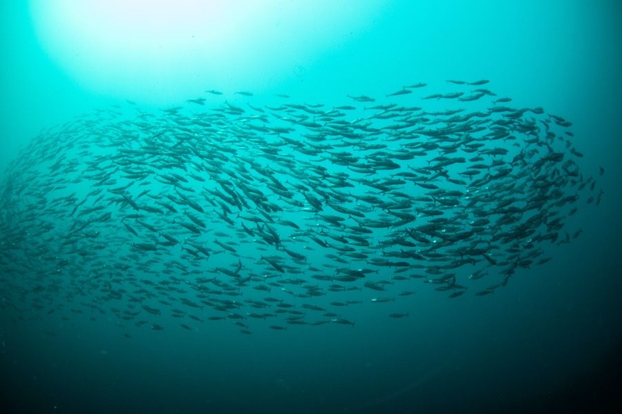 Mackerel