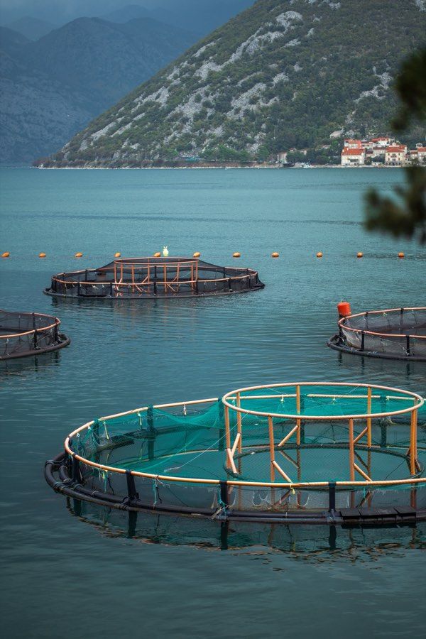 Aquaculture pens at sea
