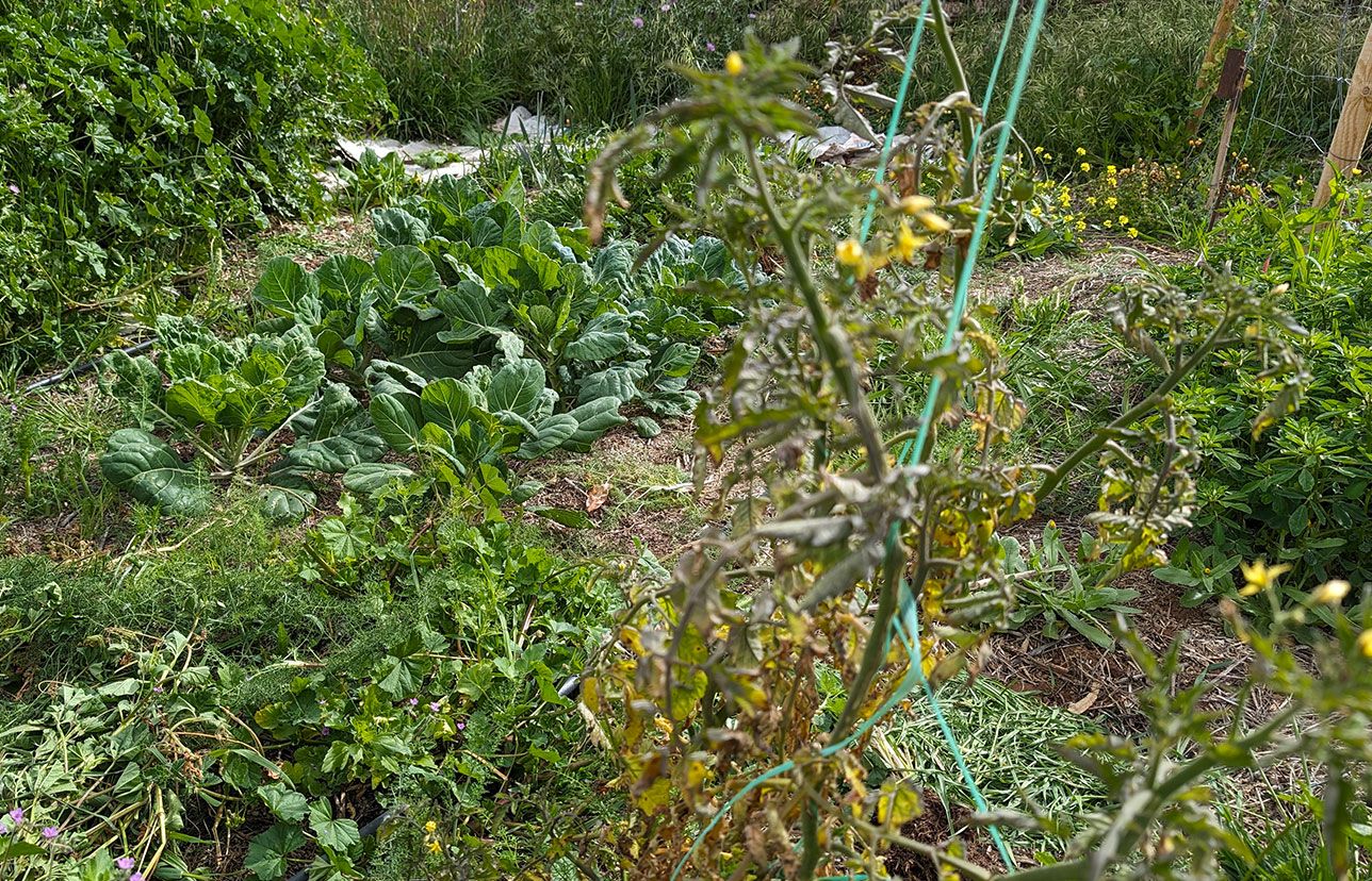 The Diversity Garden