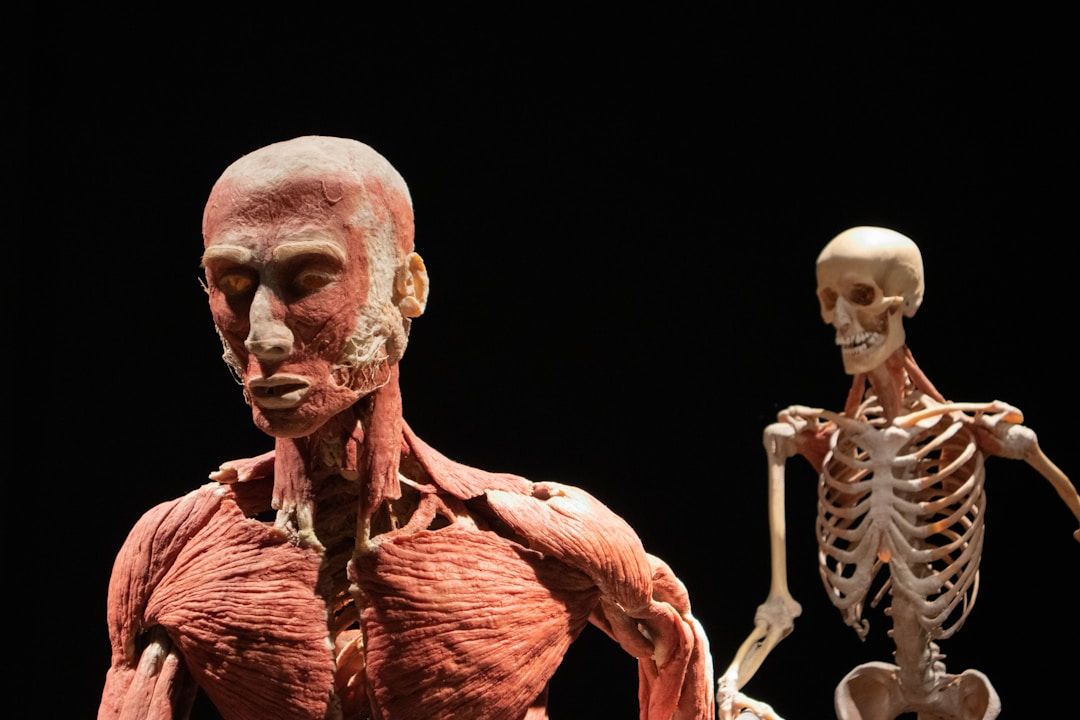 Two human forms upper bodies are shown, the first one shown with muscles, ligaments, and fascia, the second one as skeleton only against black background.