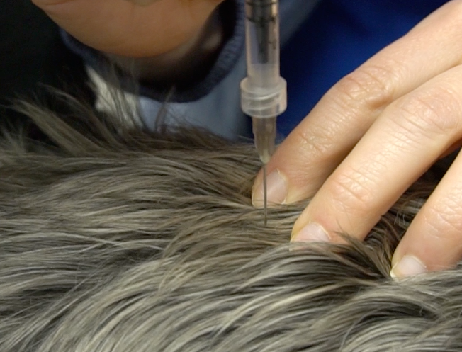 How to Give Intramuscular Injections