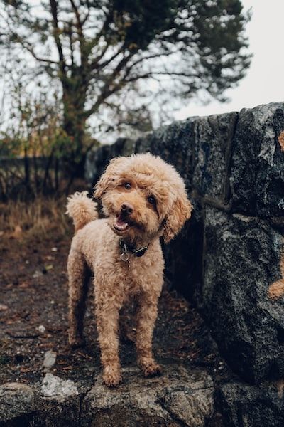 The Dog Bond Dog Zen Human Training for Dogs