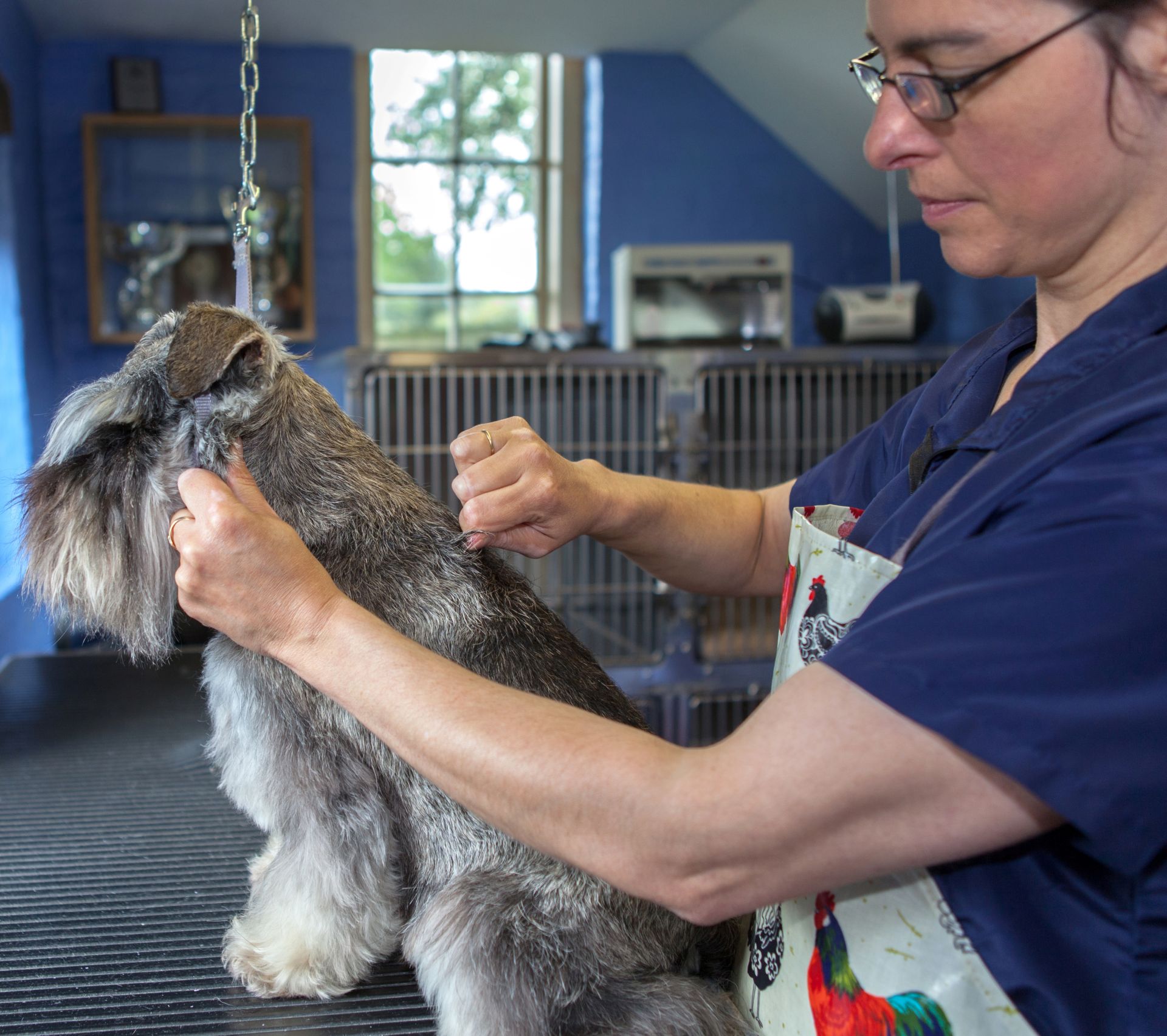 Pet Course The Pet Industry Federation provides training for pet professionals
