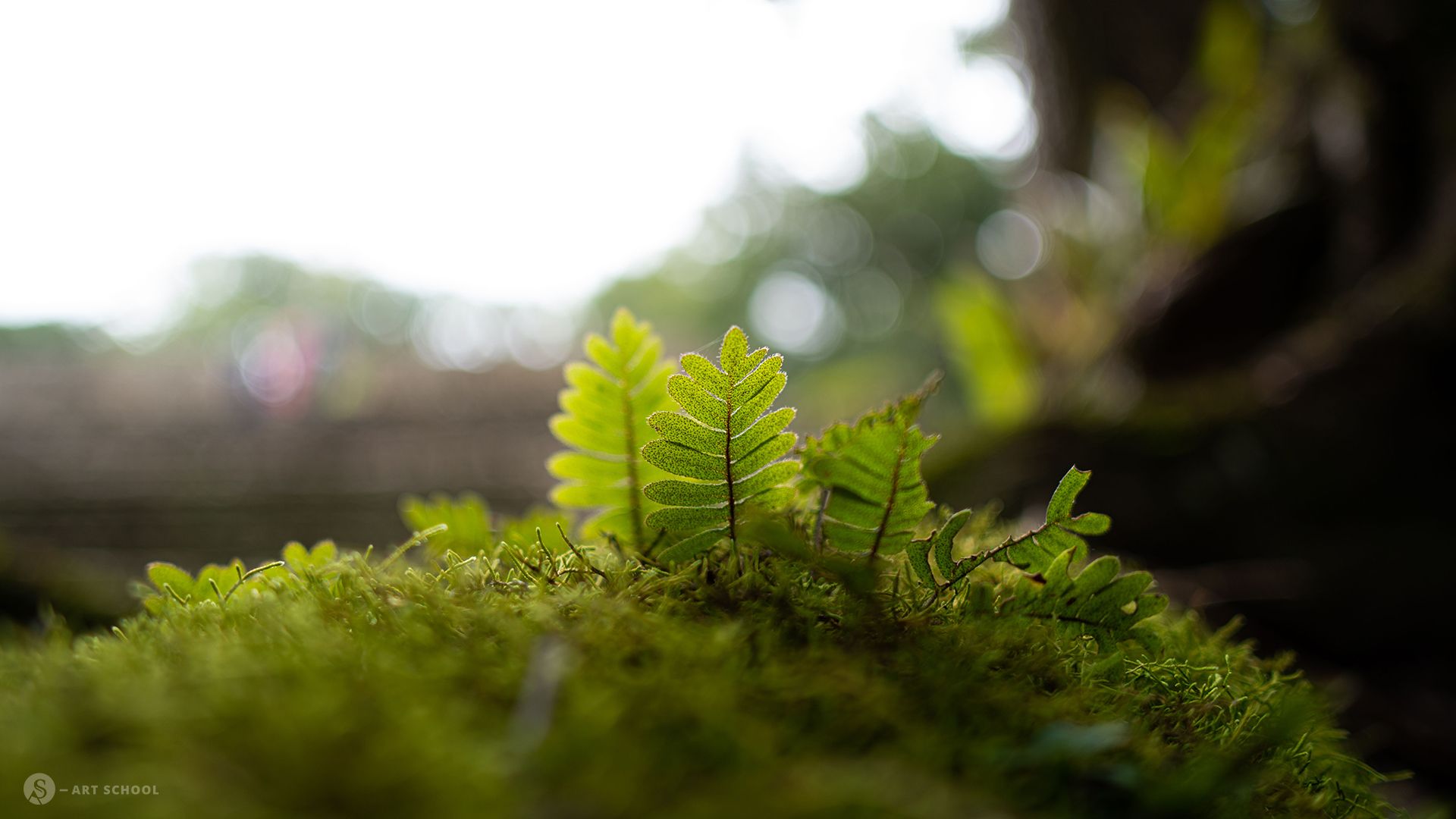 Wald Foto mit geringer Tiefenschärfe