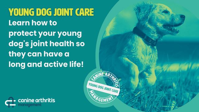 Young Dog Joint Care