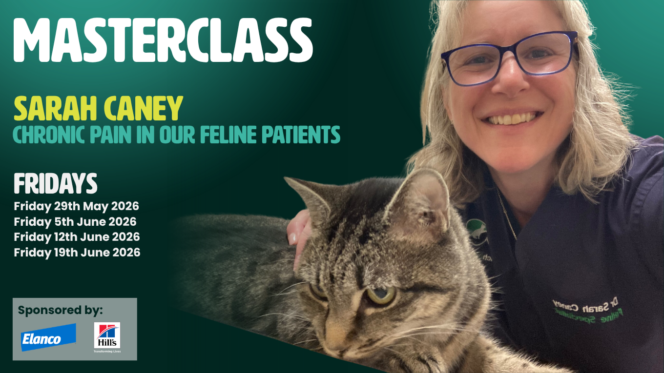 Curated visual reference: Gallery Detail: Masterclass Chronic Pain In Our Feline Patients