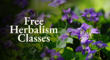 animal medicine free intro