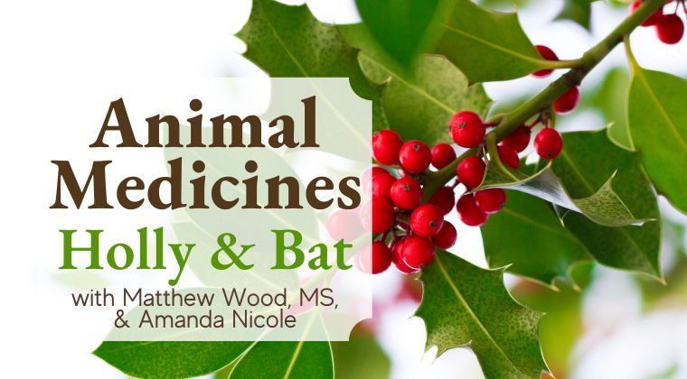 animal medicine free intro