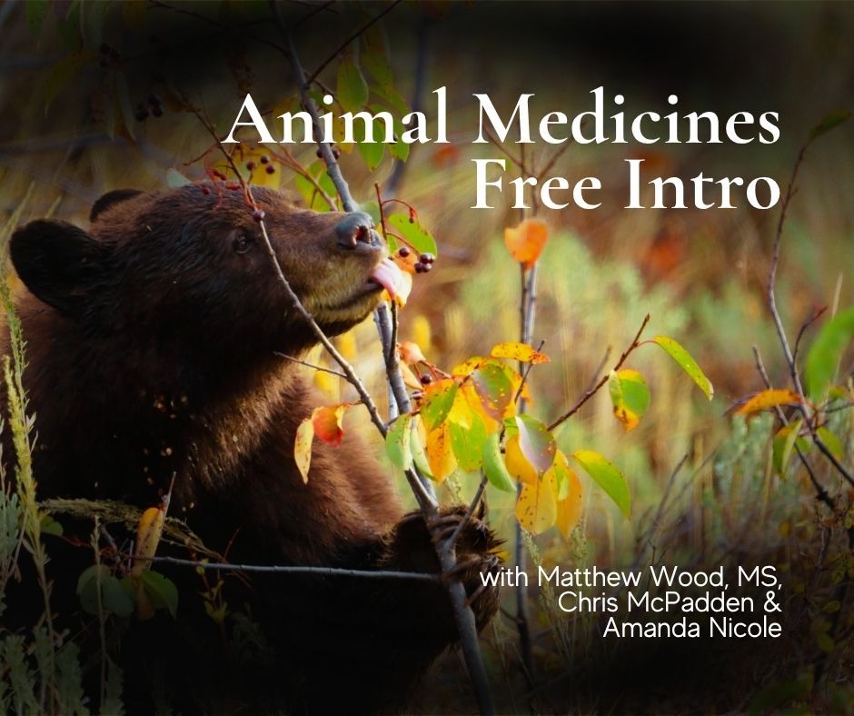 animal medicines free intro