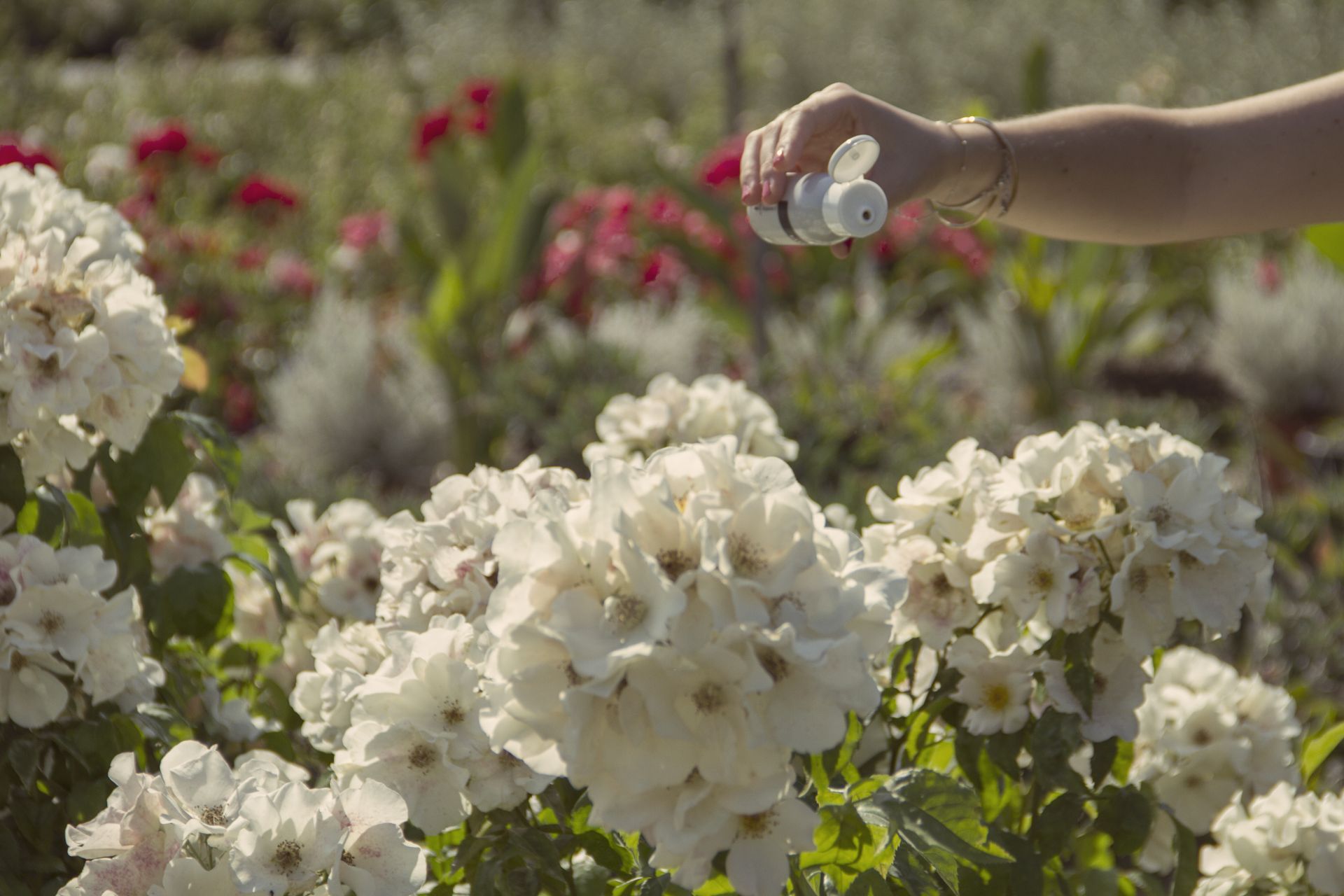 dalle tecniche tradizionali al giardino sostenibile