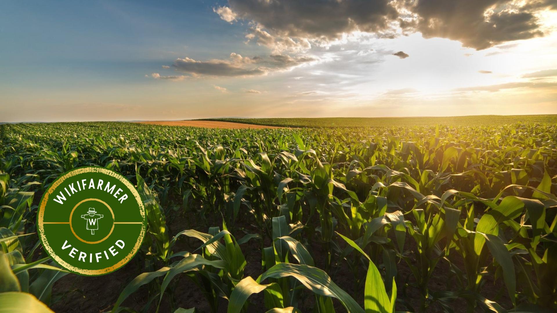 Cultivation of Corn - Corn Harvest - Corn Storage - Sustainable Corn ...
