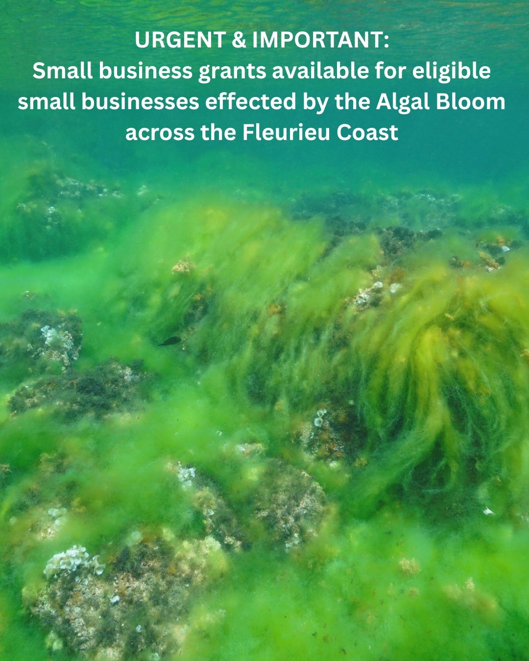 Algal Bloom Small Business Support Grant 