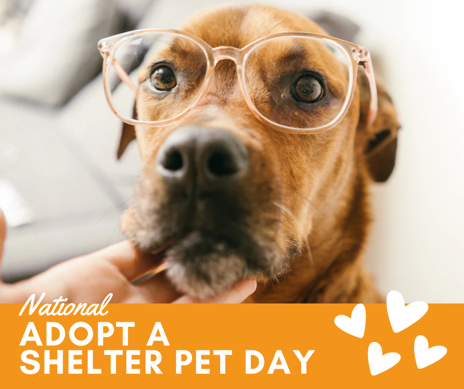 Adopt a Shelter Pet Day