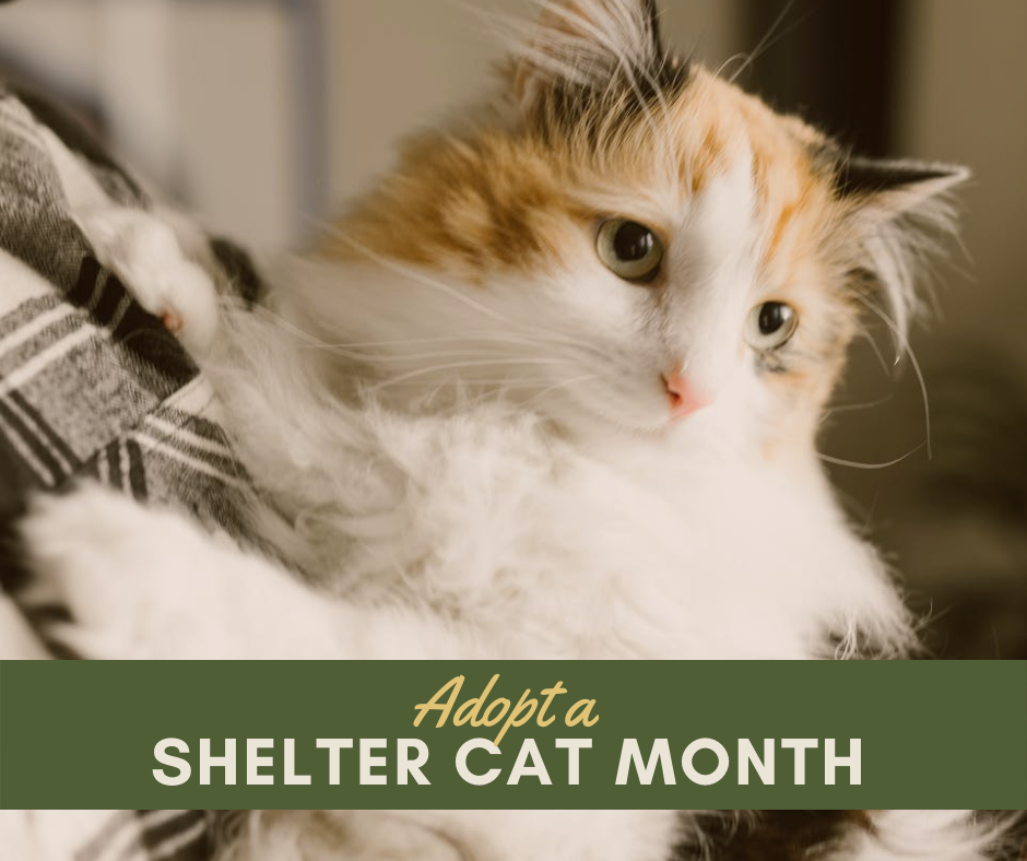 Adopt A Shelter Cat Month