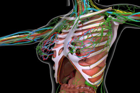 Anatomical illusatration of female torso with lymphatic system