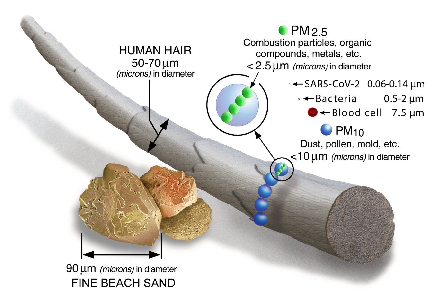 Healthy Home Contaminates