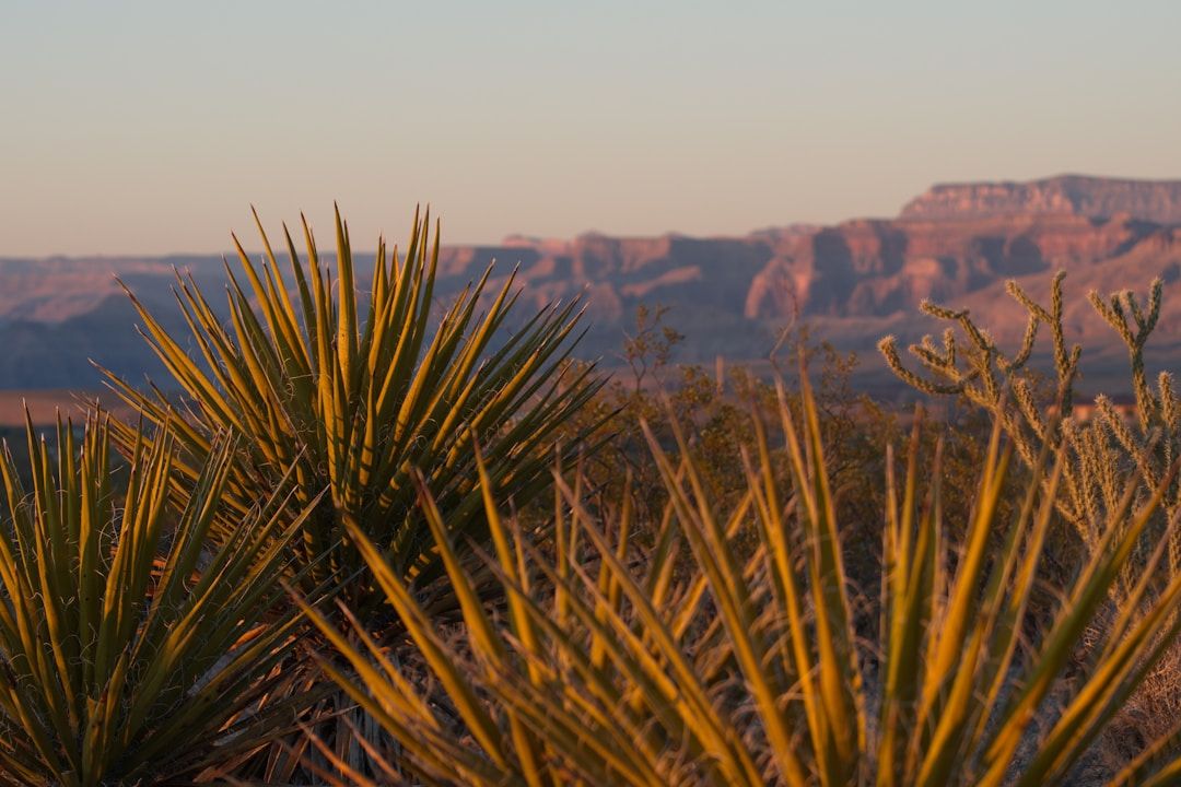 🌿 Yucca: The Popeye of Plant Fibers