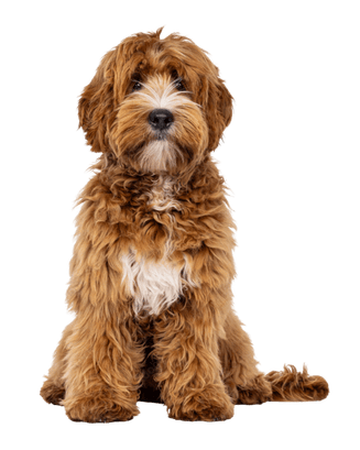 Apricot Oodle puppy with shaggy coat and soft teddy head shape used in igroomschool’s Oodle Head Studies course on oodle grooming style and texture.