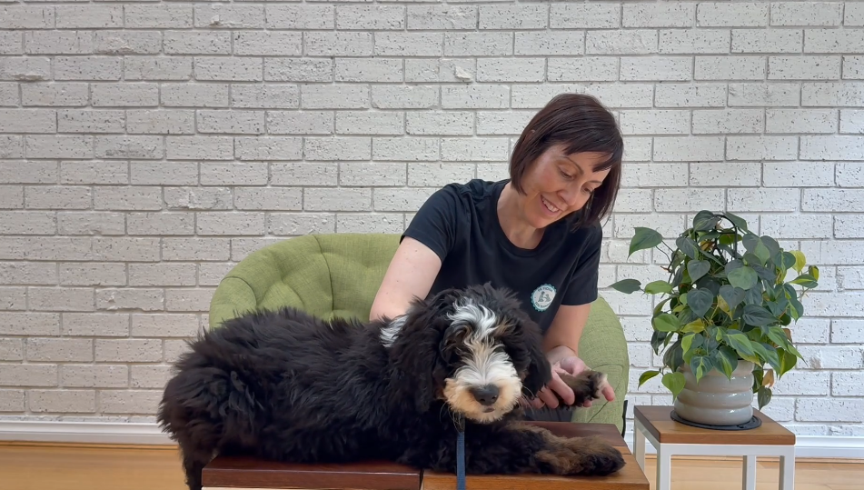 Bernie the puppy learning gentle grooming touch with Dr Fiona