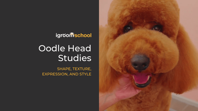 Oodle Head Studies | Online Course | igroomschool
