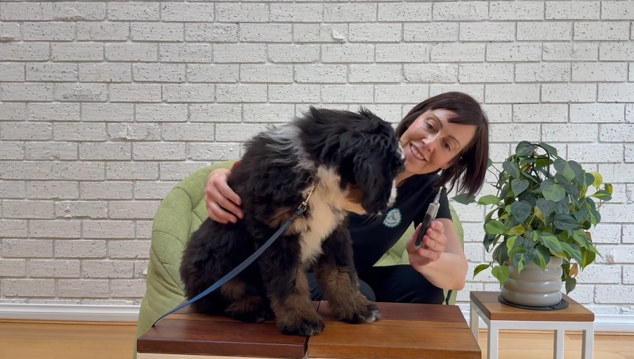 Bernie the puppy practising calm grooming handling