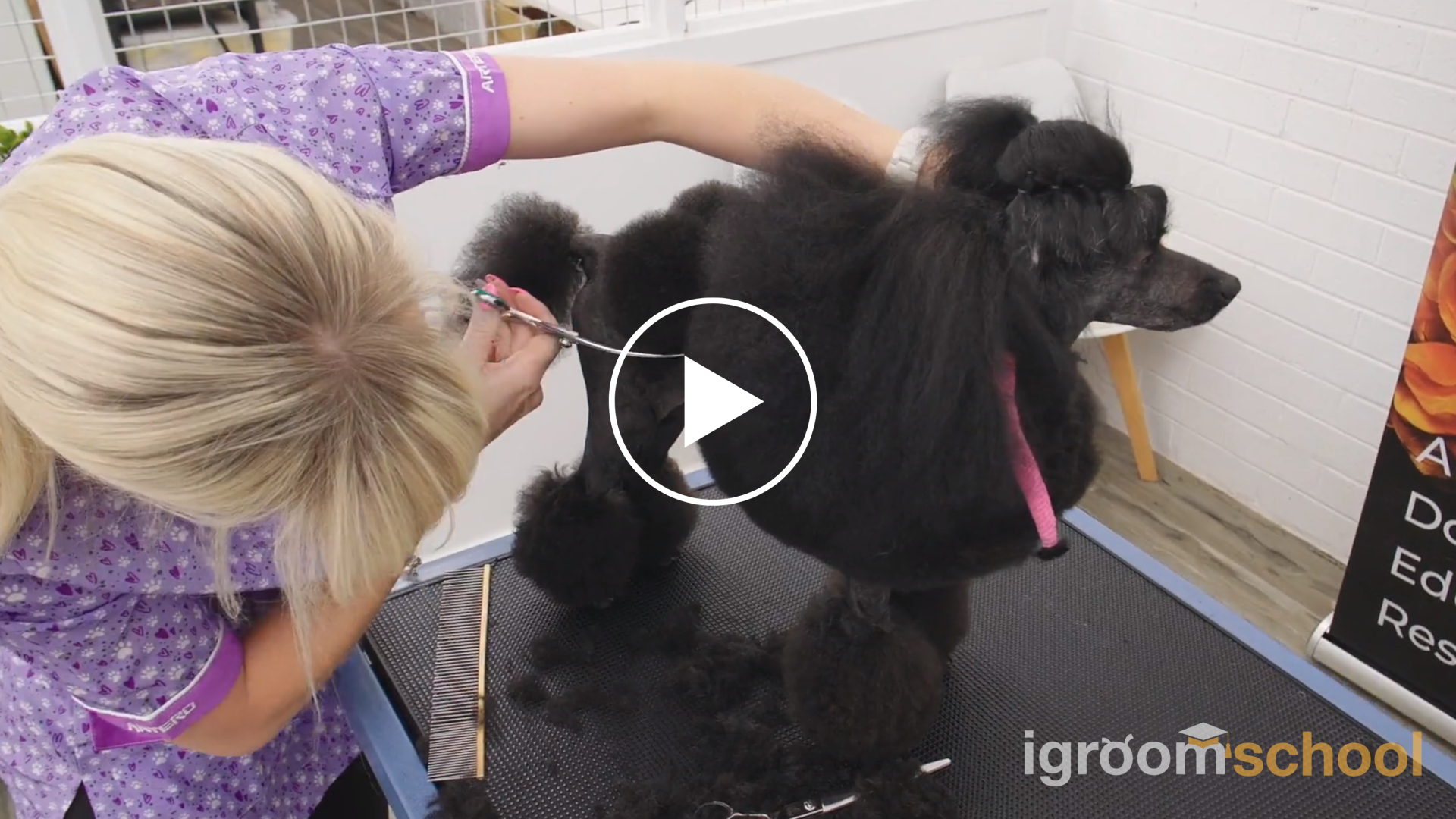 Continental Poodle Trim Tutorial | Online Dog Grooming Course ...