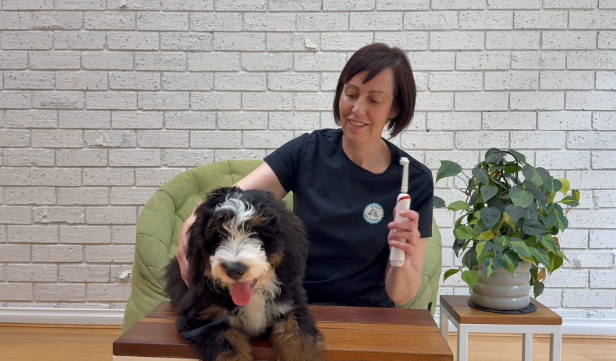 Bernie the puppy being introduced to grooming tools