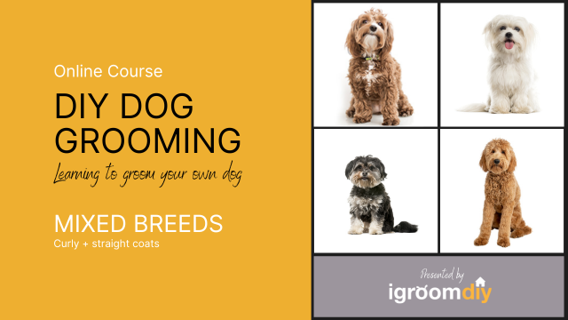 Skills Grooming Center Grooming Schools Near Me Learn How To Groom