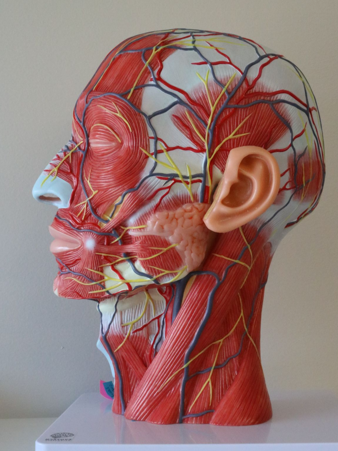 Botox certification training in my area