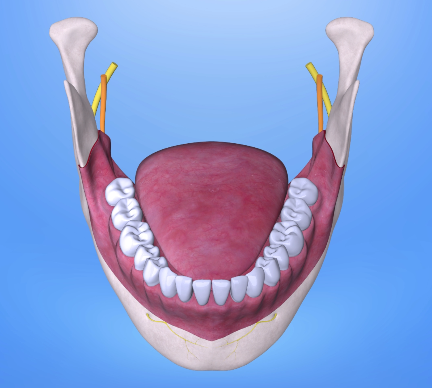 Lower Jaw