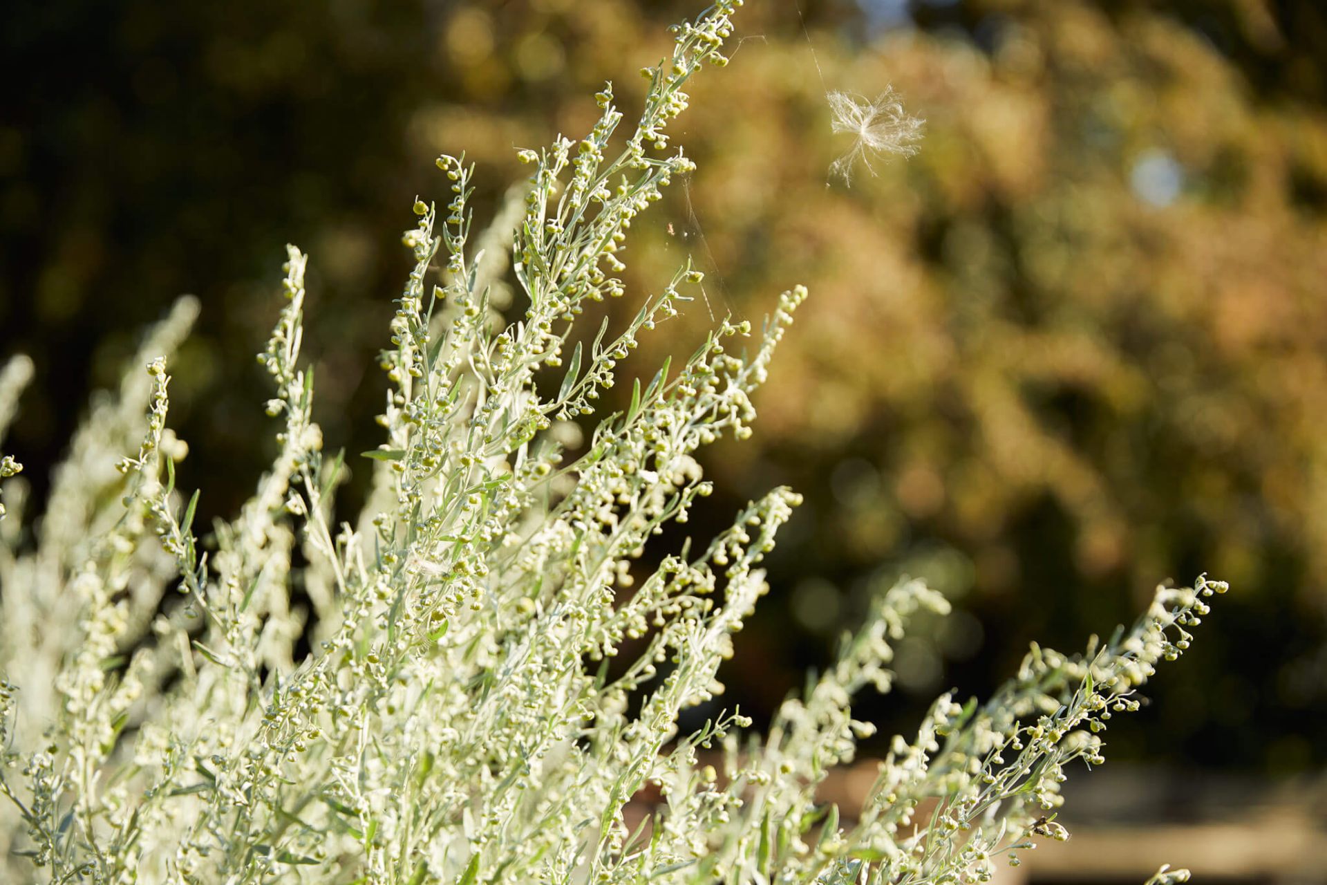 wormwood plant how to study herbalism