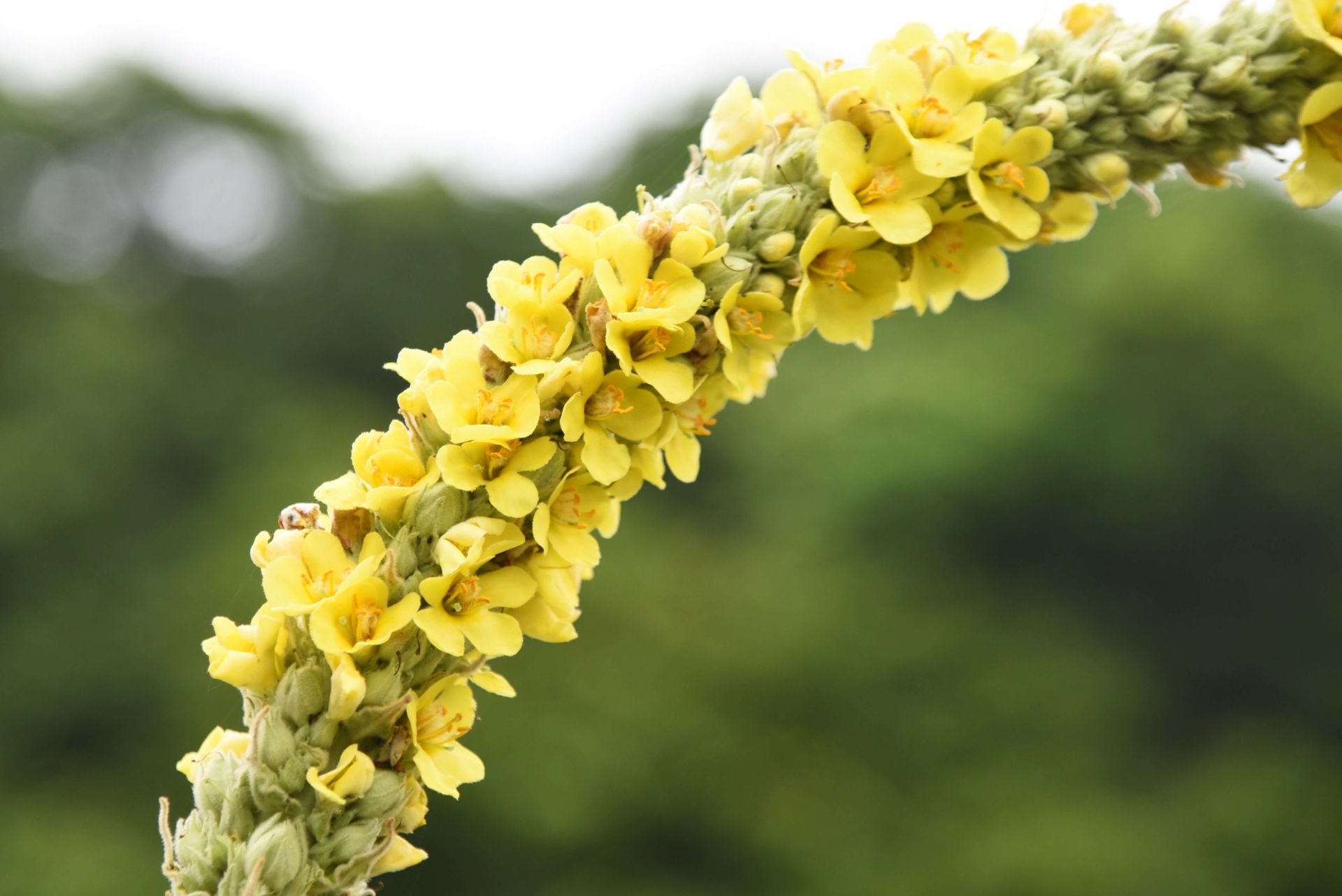 mullein