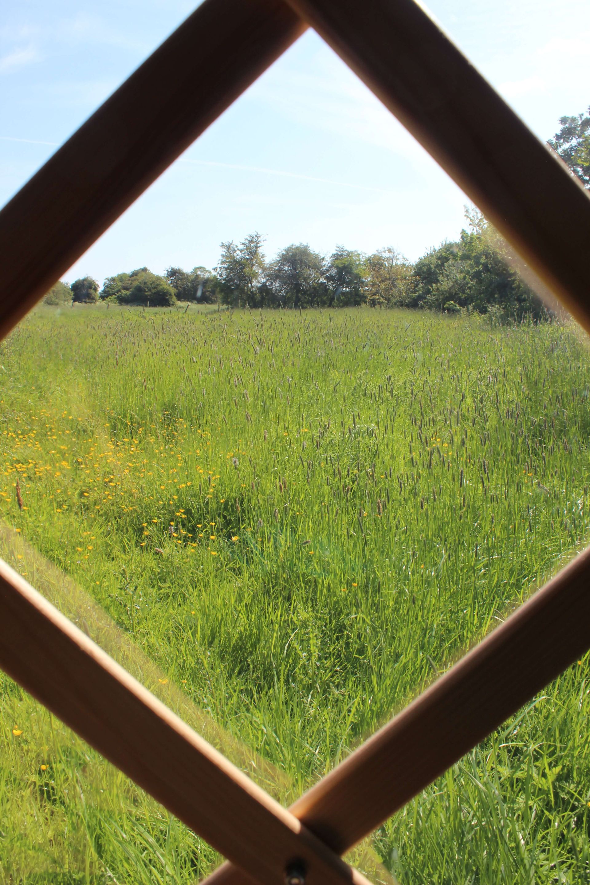 the view from inside a herbalism school yurt overlooking a field of grass, flowers and hedgerows