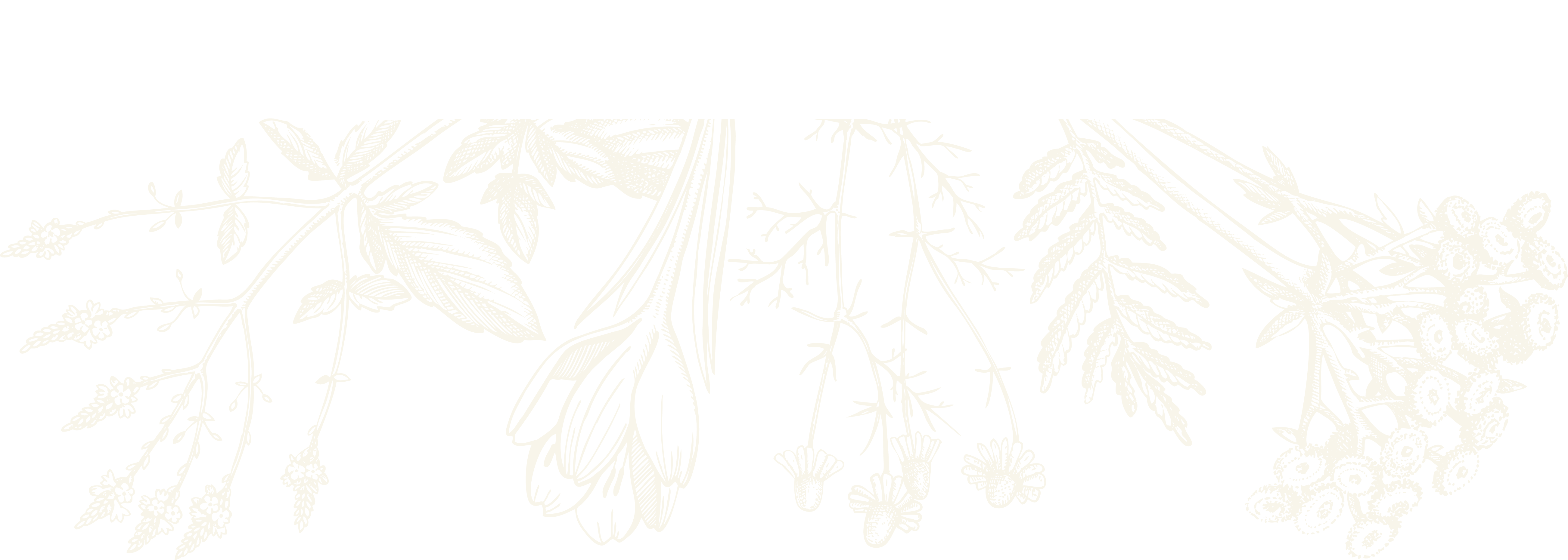 botanical sketch learn herbalism