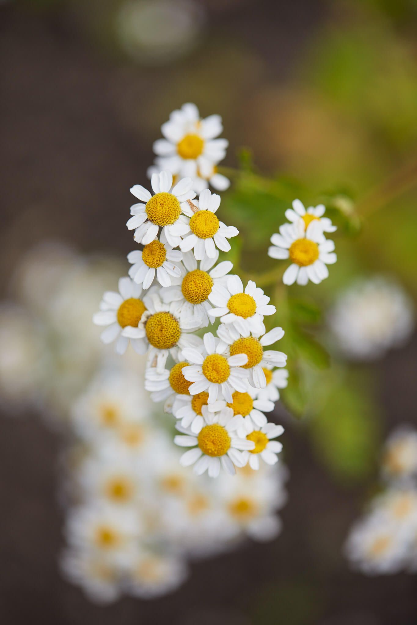 herbs in herbal medicine school teaching garden
