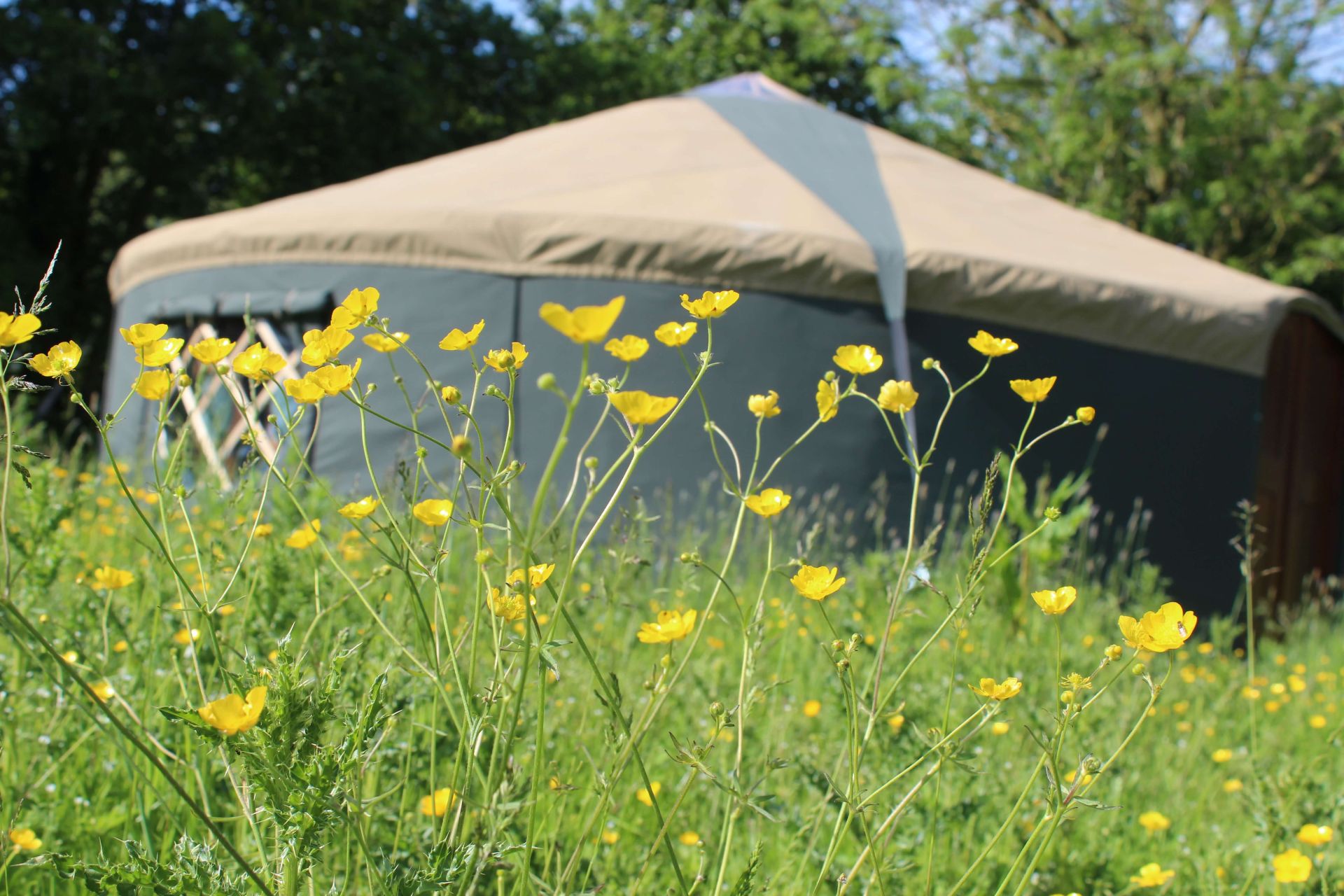 herbal medicine school yurt in field with wildflowers