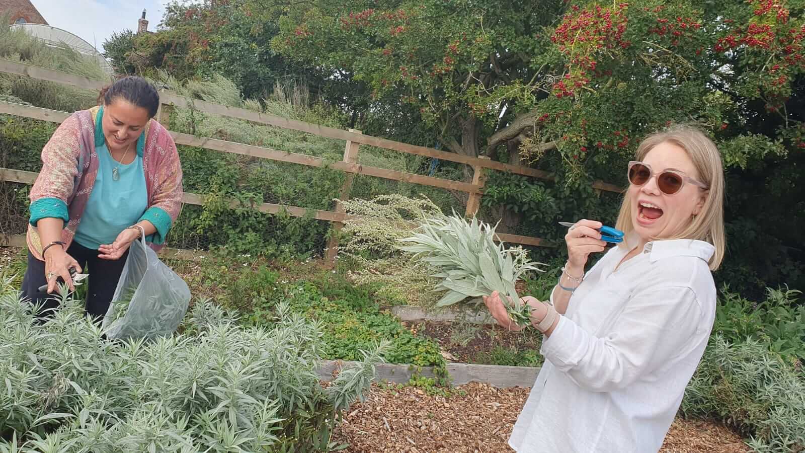 second-year herbalism students harvesting in our teaching herb garden