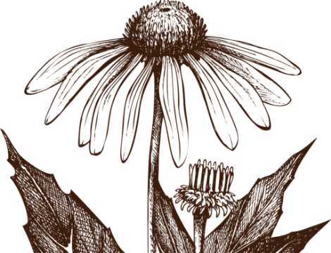 echinacea herbal medicine training