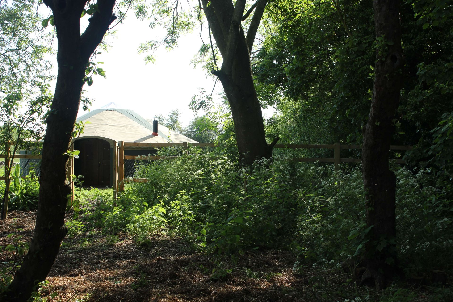 school of herbal medicine yurt at the edge of a woodland path