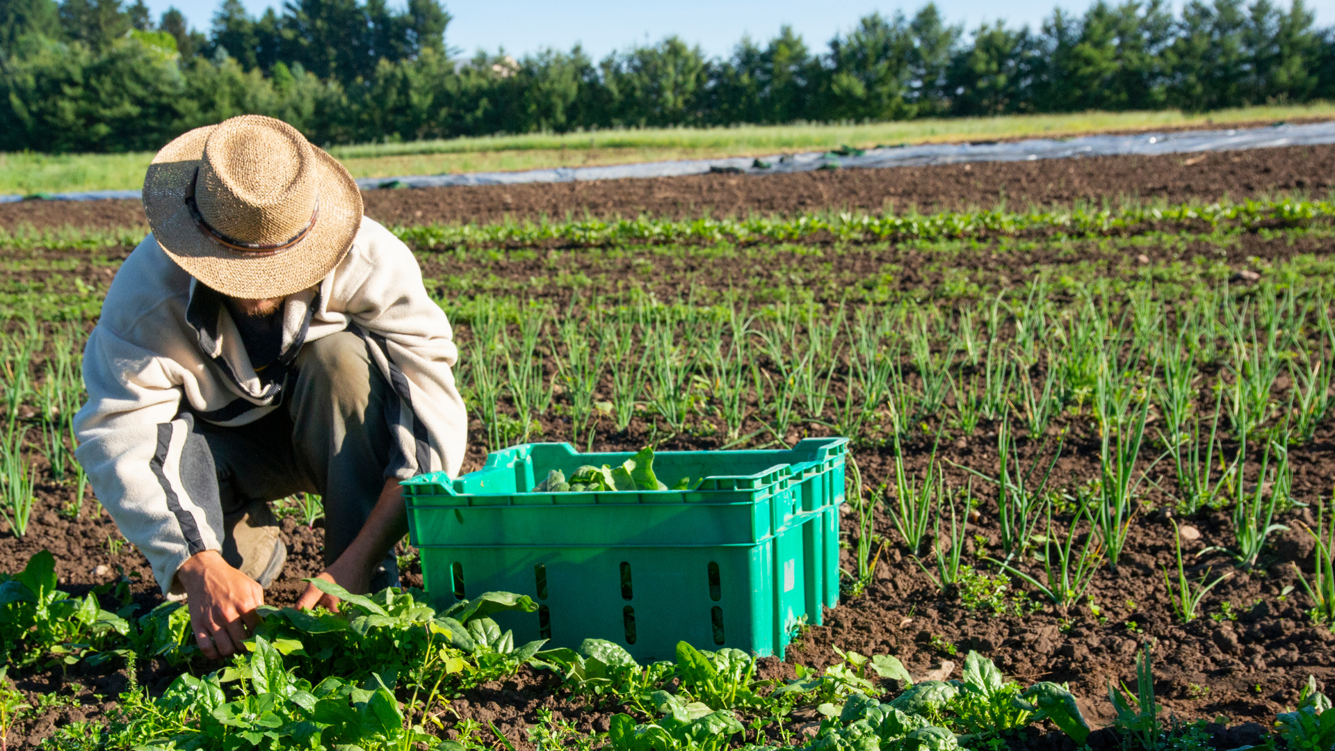 Immigration CPD - Temporary Entry – Part One