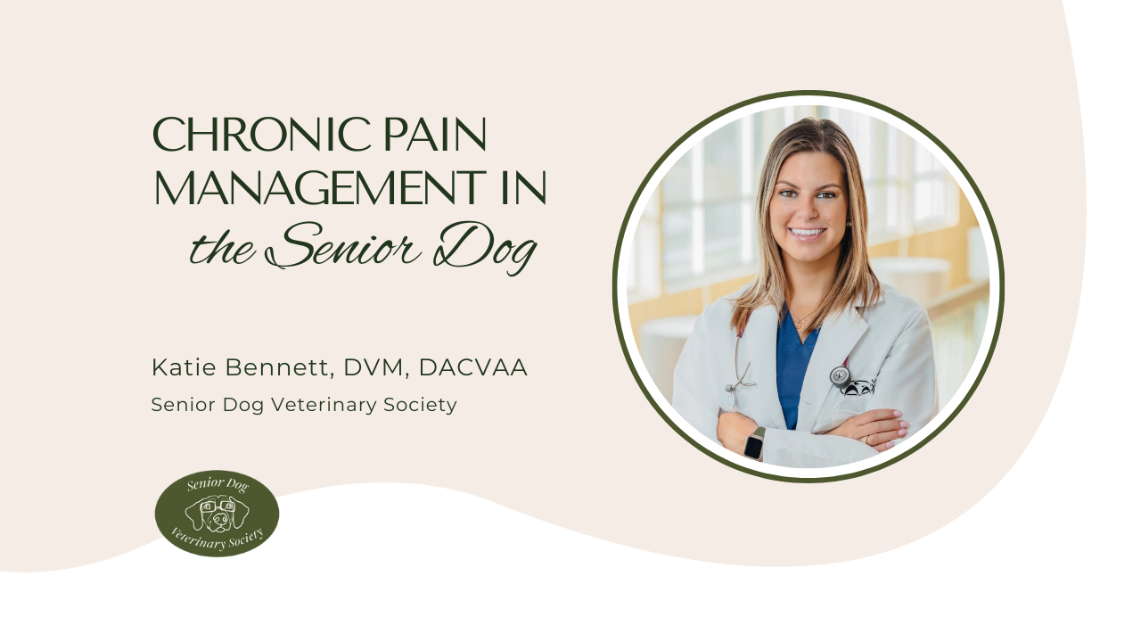 Picture of Chronic Pain Management in the Senior Dog