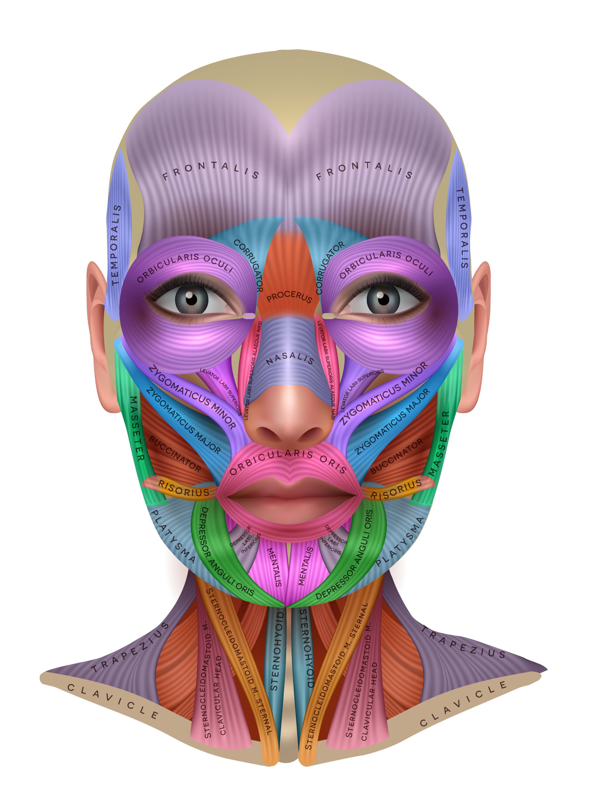 Applied Facial Anatomy Made Easy