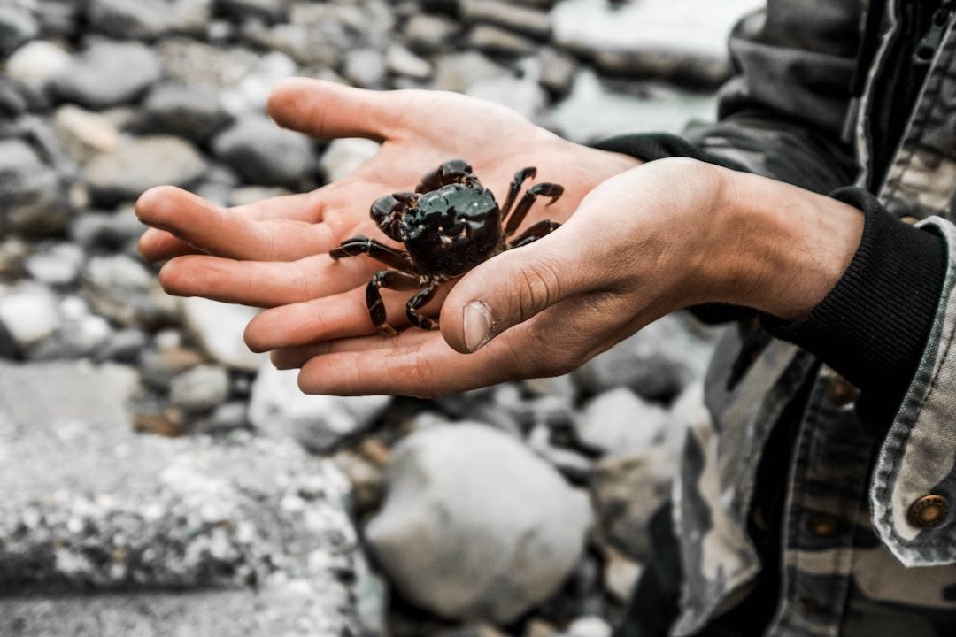 A beachcomber holds a small crab in his hands.