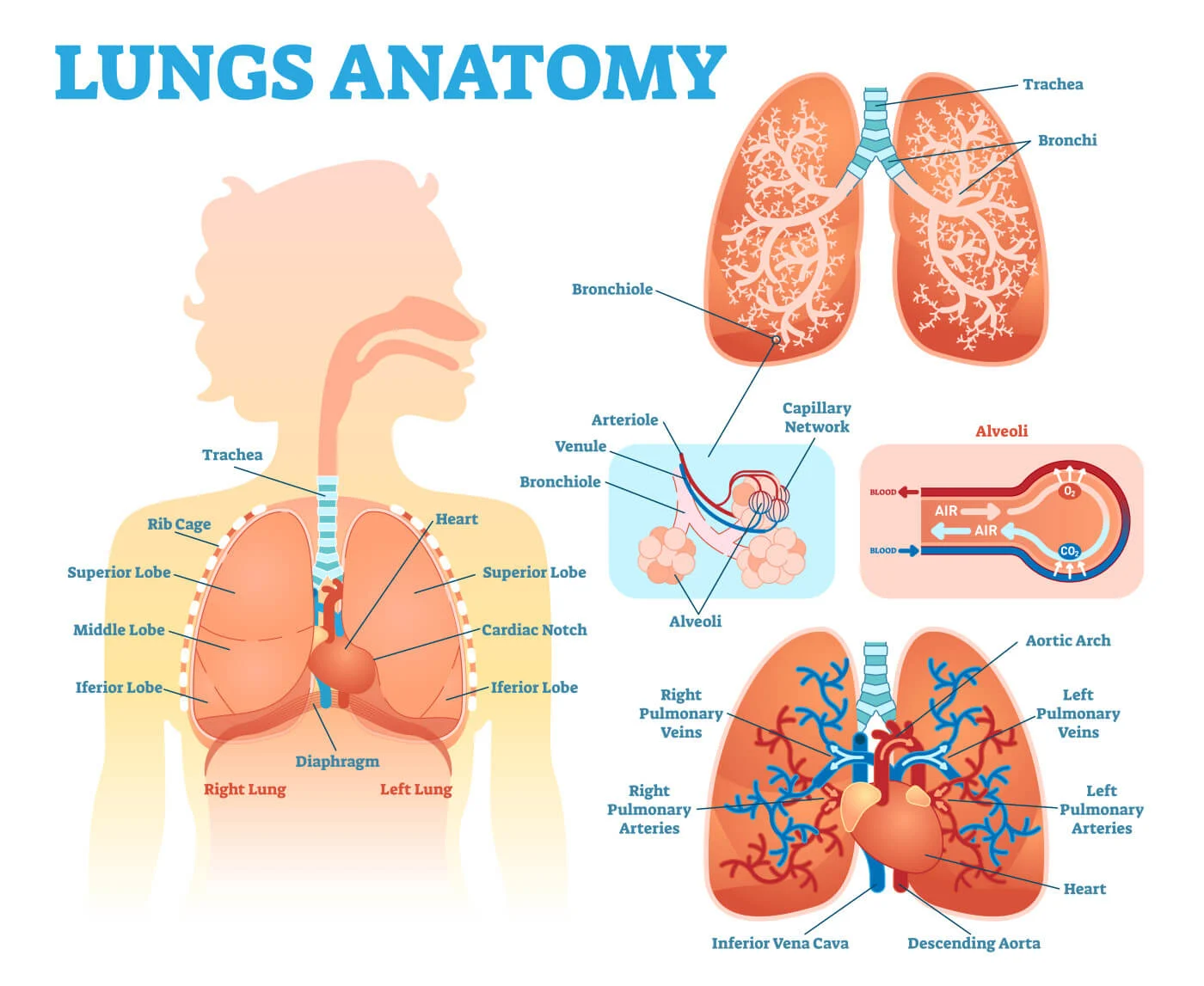 anatomy of the lungs and respiratory system