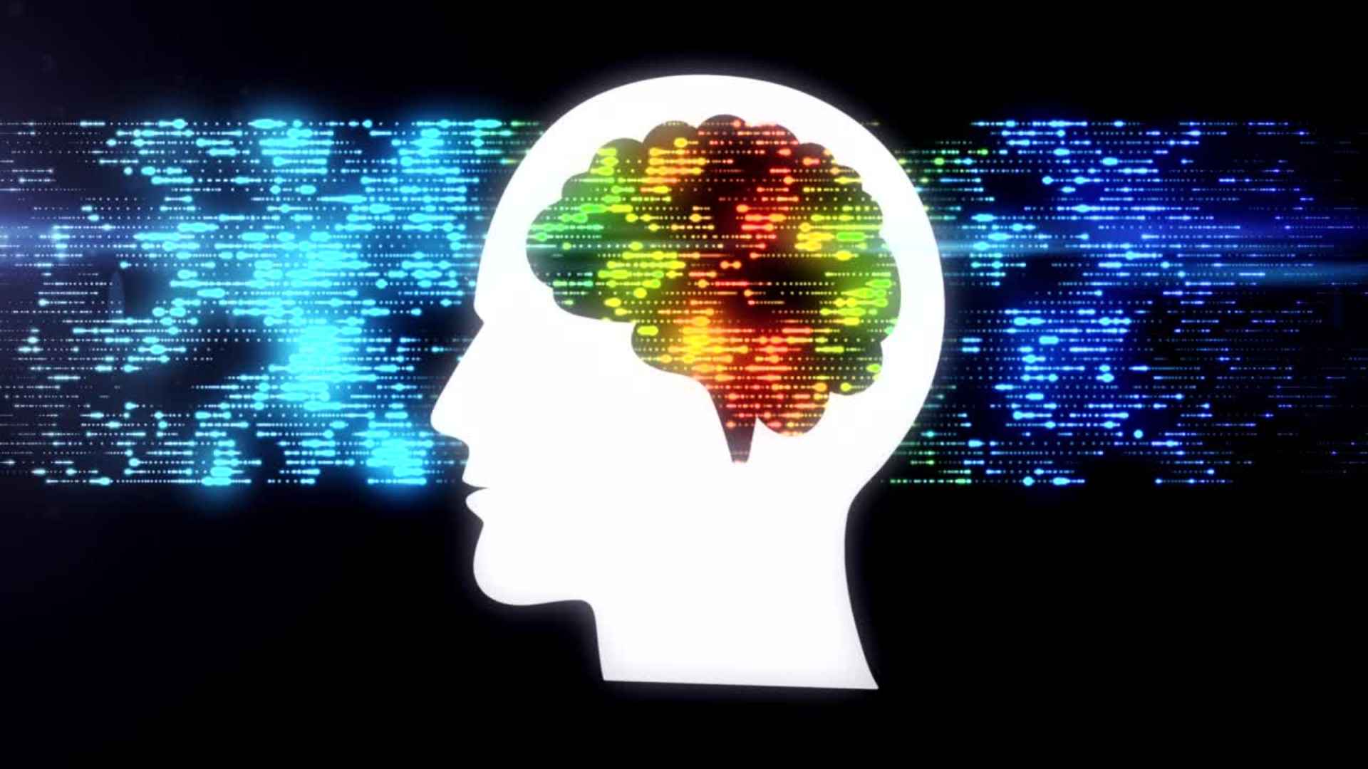 human brain